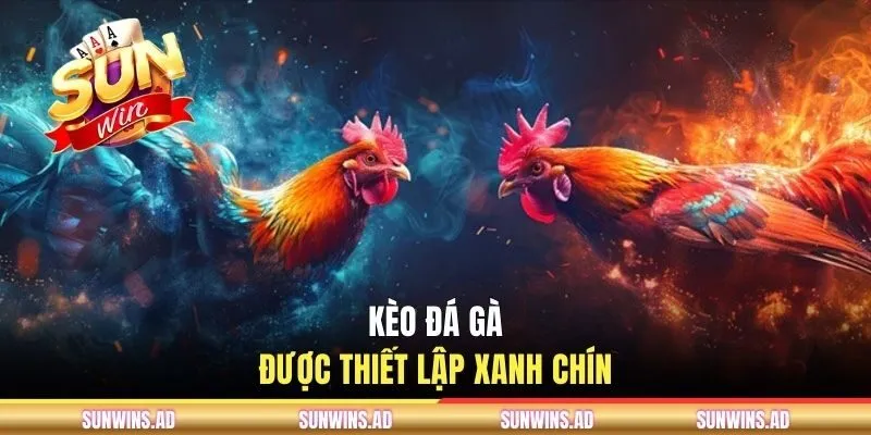 Kèo chọi gà được thiết lập xanh chín