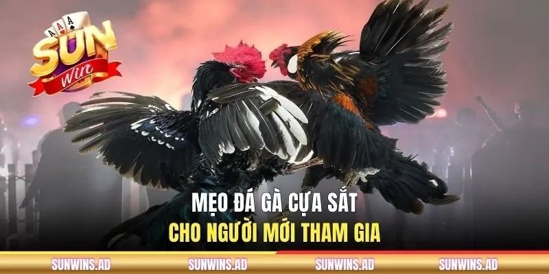 Mẹo đá gà cựa sắt cho người mới tham gia